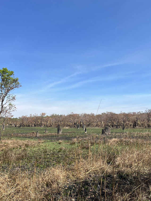 達爾文 🧭走進「白蟻墓園」：Magnetic & Cathedral Termite Mounds