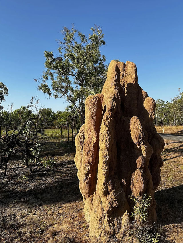 達爾文 🧭走進「白蟻墓園」：Magnetic & Cathedral Termite Mounds