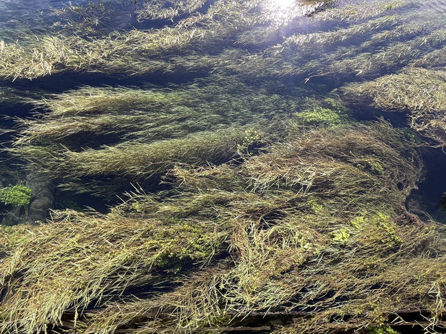 💧新西蘭 Blue Spring 拍照打卡全攻略｜入口紅樹＋夢幻藍泉打卡點一文掌握！ 