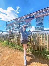 Baguio Escape 🍓✨