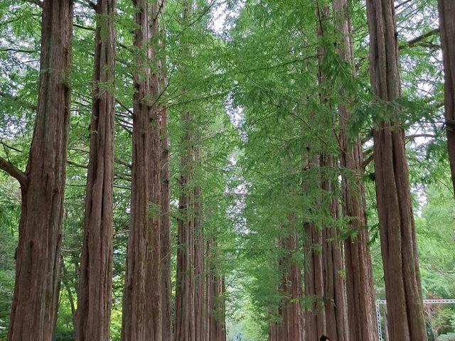 陽光穿透樹梢灑在金色地毯上，不論是情侶牽手散步，或是旅人拍照留影，每個角落都是唯美畫面。