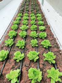A Taste of Genting’s Fresh Side at Uncle Andy Farm