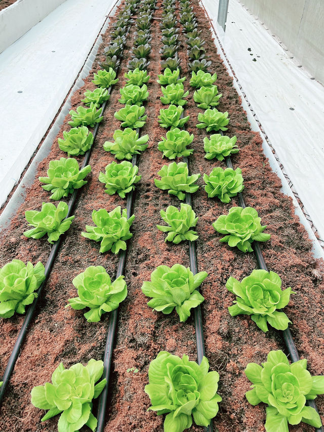 A Taste of Genting’s Fresh Side at Uncle Andy Farm