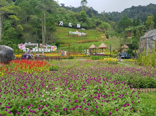 ชมสวนดอกไม้ที่เบตง