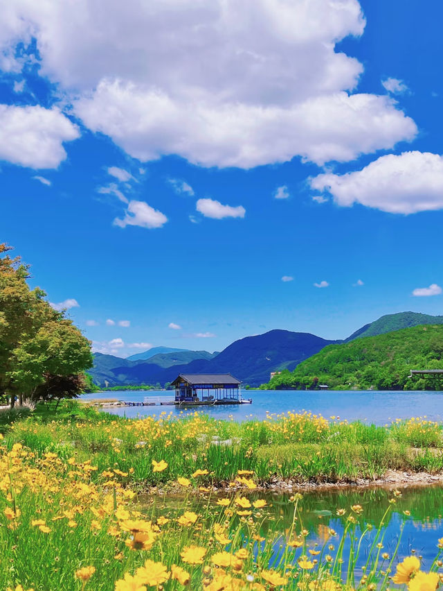 Live Your K-Drama Summer – A Slow Escape to Nami Island 🍃🎬
