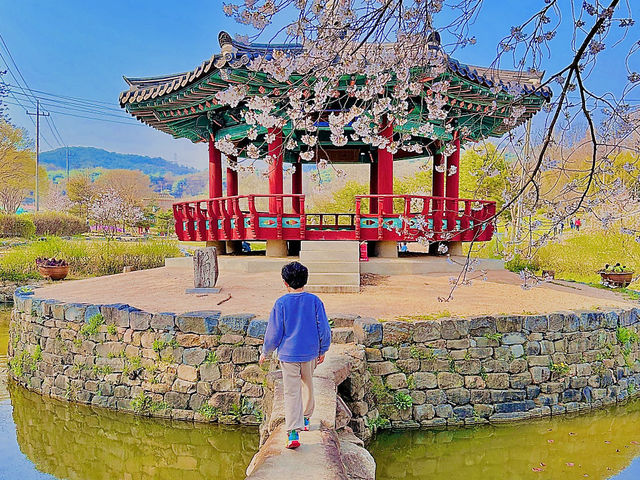 충청도 벚꽃 시즌에 가볼 만한 곳 군자정 골정.ㅣ