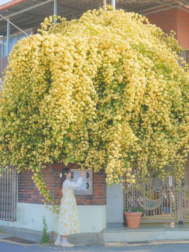 피드로도 기록해보는 창원의 노란빛 순간들💛
