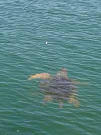 Sun, Sand, and Turtles at Iztuzu Beach
