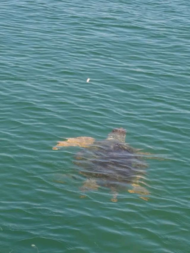 Sun, Sand, and Turtles at Iztuzu Beach