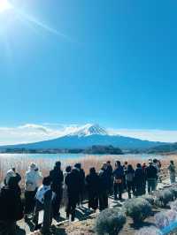 富士山河口湖