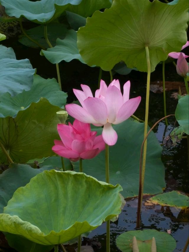Lotus at Xiling Bridge– Hangzhou’s Most Literary Waterscape