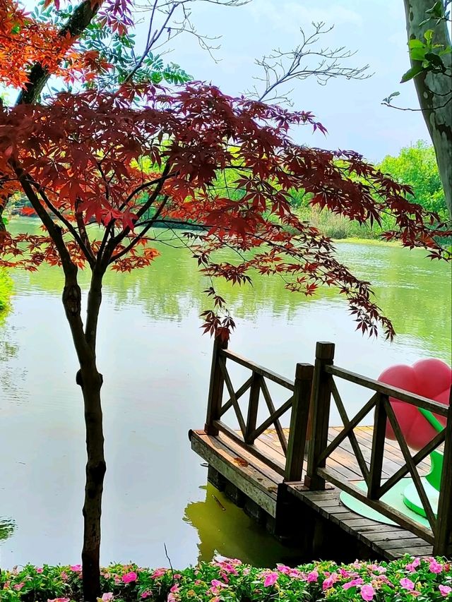 Xixi Wetland: Where Watertown Charm Meets Untamed Nature – A Living Canvas of Jiangnan