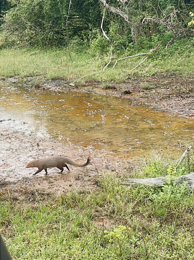 【ヤーラ国立公園】スリランカでサファリ体験