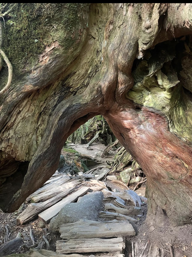 神秘の森・屋久島で“もののけ姫”の世界に迷い込む旅