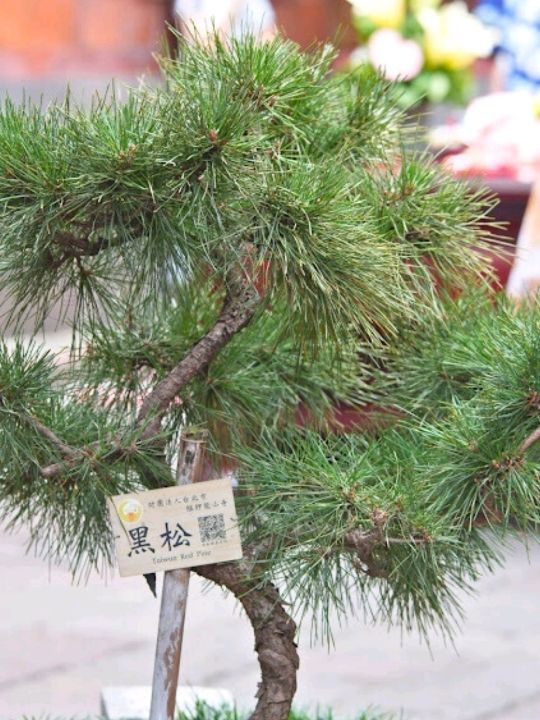 🌻วัดหลงซาน (Longshan Temple)