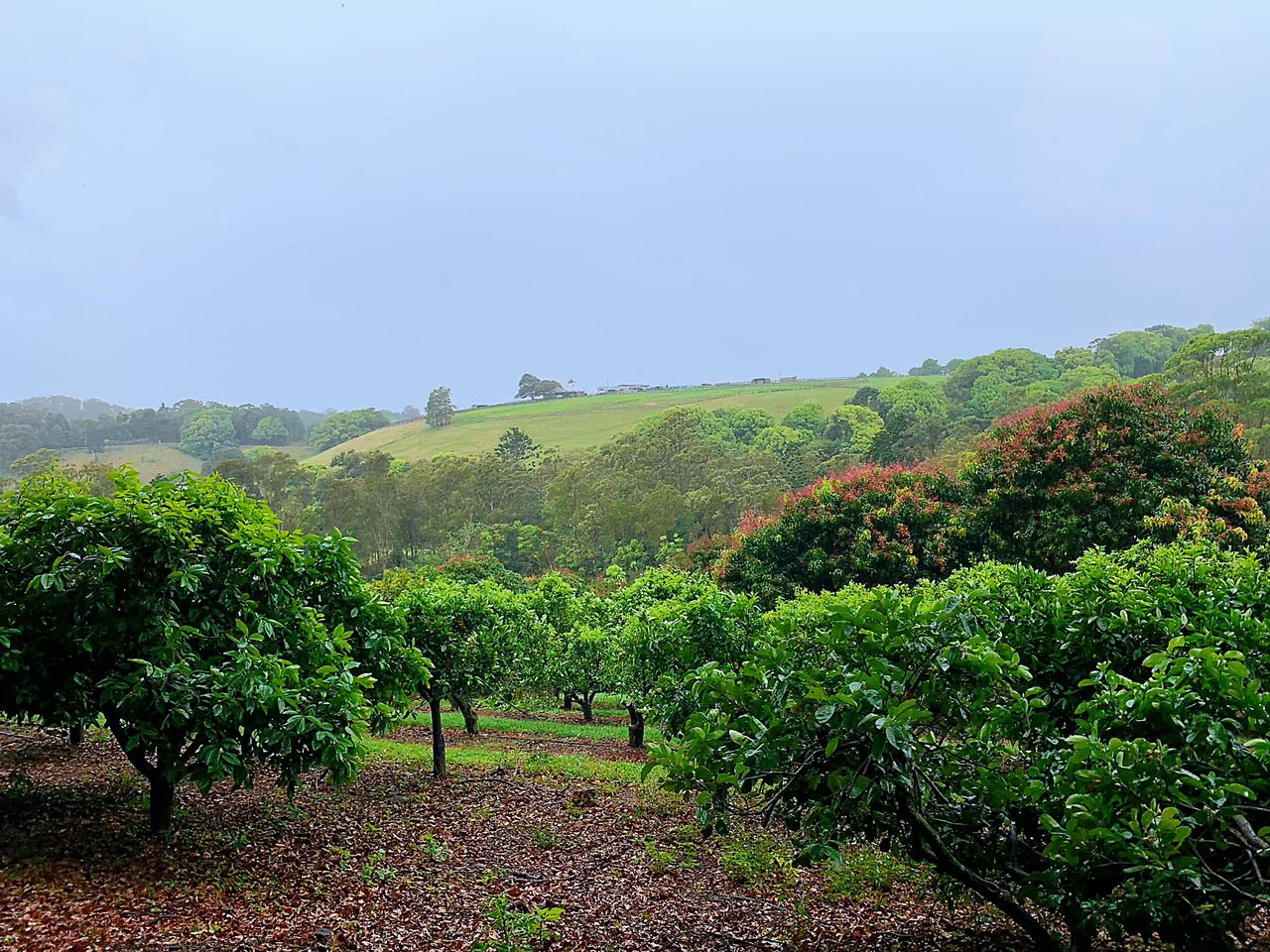 ดินแดนมหัศจรรย์แห่งสวนผลไม้เขตร้อนอันแสนลึกลับ - Tropical Fruit World