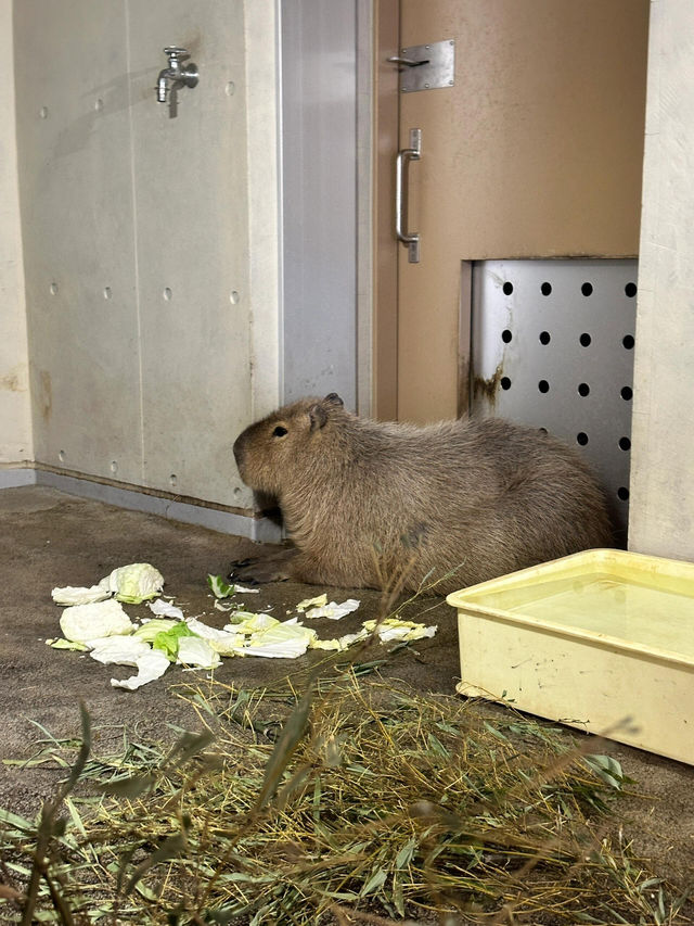 【旭川動物園｜北海道的雪國奇趣樂園】