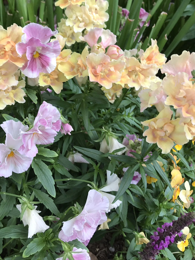 💐 横浜ガーデンネックレス:花と街並みがつながる春の散歩道 💐 横浜ガーデンネックレス:花と街並みがつながる春の散歩道