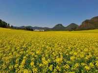 Luoping - Sea of Rapeseed Flowers in Yunnan.