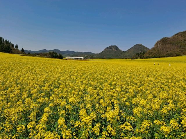 Luoping - Sea of Rapeseed Flowers in Yunnan. Luoping - Sea of Rapeseed Flowers in Yunnan.