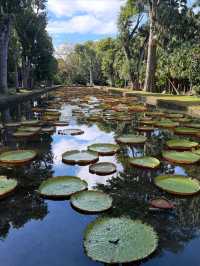 A Botanical Treasure at Pamplemousses Garden Pamplemousses