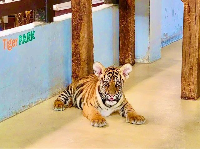 與猛獸近距離接觸的芭提雅老虎園 Tiger Park Pattaya