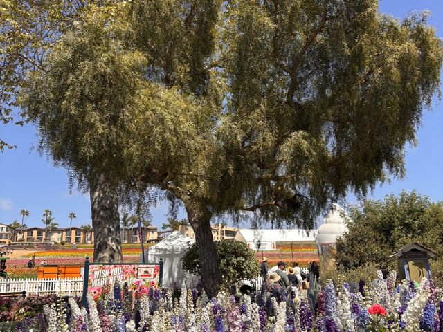 🌸 봄을 수놓는 카르즈배드 플라워 필즈 (Carlsbad Flower Fields)
