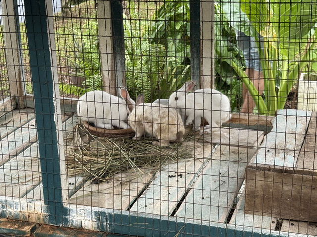 Relaxing Family Time at MUO Resort, Muar 🦙✨ Relaxing Family Time at MUO Resort, Muar 🦙✨