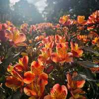 Kew Gardens (큐 가든, Royal Botanic Gardens)