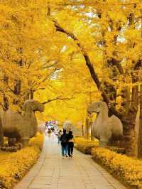 🍂 Missing autumn in Nanjing is like missing the soul of October.