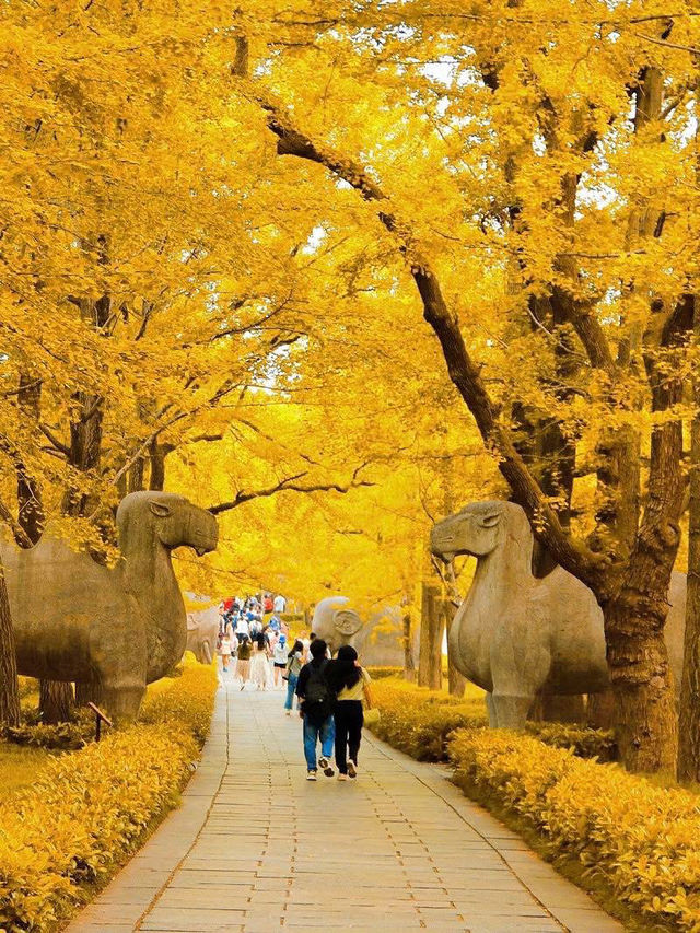 🍂 Missing autumn in Nanjing is like missing the soul of October.