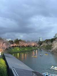 2025.03.28 櫻花季東京獨旅五天四夜行程 p6 第四天行程大公開(5.17:30千鳥淵（千鳥ヶ淵）)