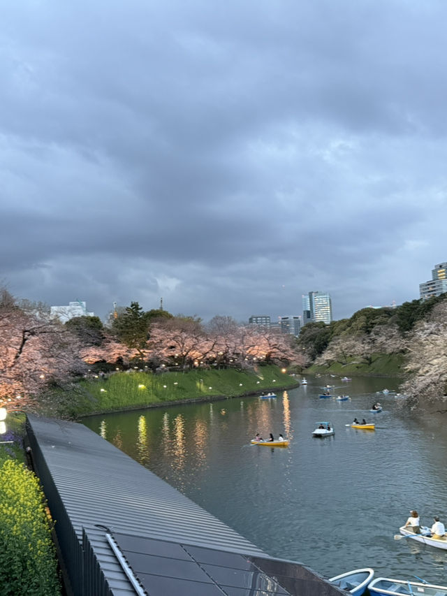 2025.03.28 櫻花季東京獨旅五天四夜行程 p6 第四天行程大公開(5.17:30千鳥淵（千鳥ヶ淵）)
