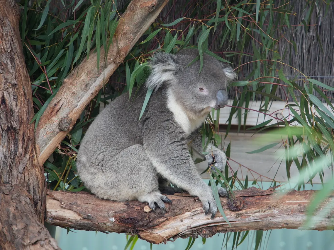 🐨【Melbourne Day Trip Recommendation】Malu Koala Park: Make friends with kangaroos and koalas!