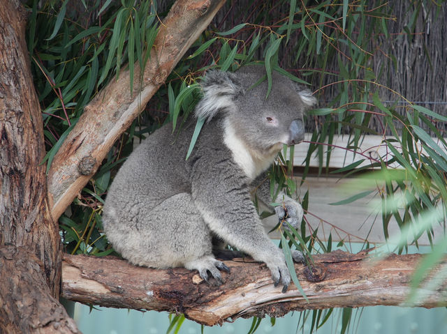 🐨【墨爾本一日遊推薦】瑪璐考拉動物公園:同袋鼠考拉做朋友!  🐨【墨爾本一日遊推薦】瑪璐考拉動物公園:同袋鼠考拉做朋友!