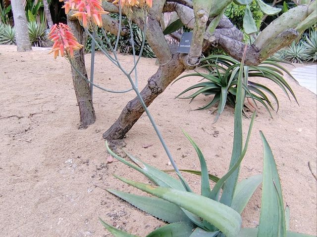 深圳仙湖植物園🌵多肉控必朝聖!沙漠奇境打卡超治癒 深圳仙湖植物園🌵多肉控必朝聖!沙漠奇境打卡超治癒