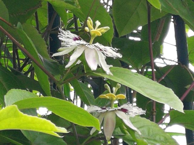香港城市綠洲賞花之旅🌸香港動植物公園