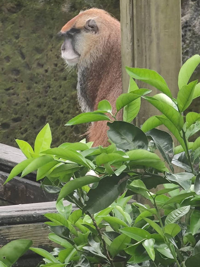 寓教於樂的親子天堂#臺北市立動物園-臺北市文山區