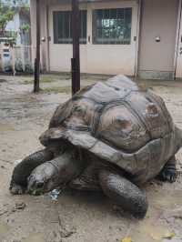名古屋親子活動最佳場所#名古屋東山動植物園-日本愛知縣名古屋市