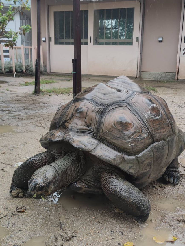 名古屋親子活動最佳場所#名古屋東山動植物園-日本愛知縣名古屋市