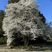 Arboretum Kalmthout