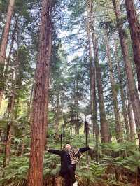 🌳 Redwood Forest, Rotorua: Walk Among Giants in a Californian Dream! 🌲