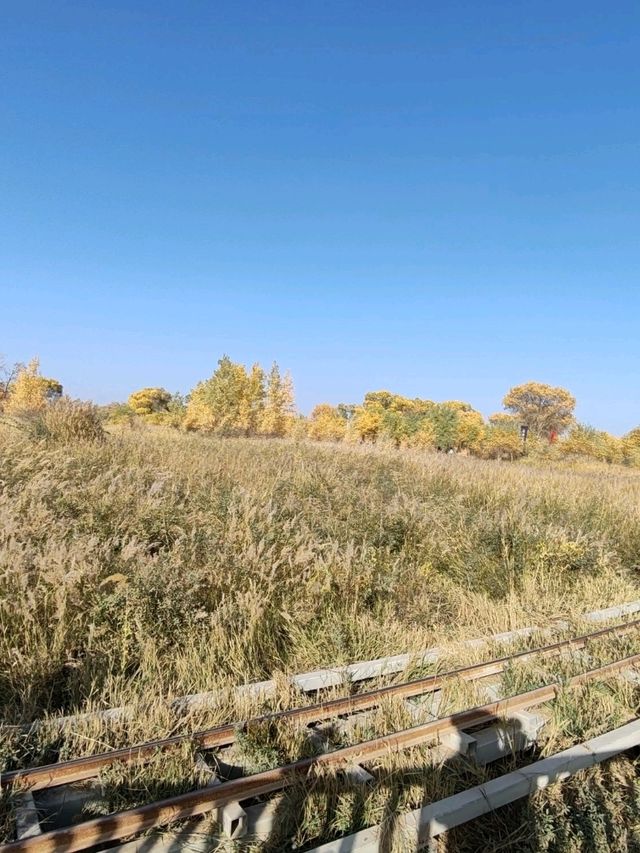 The Fairy-Tale Train Through Golden Populus Forests The Fairy-Tale Train Through Golden Populus Forests