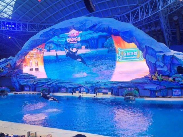 chimelong chimelong