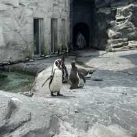 北海道旭川市旭山動物園