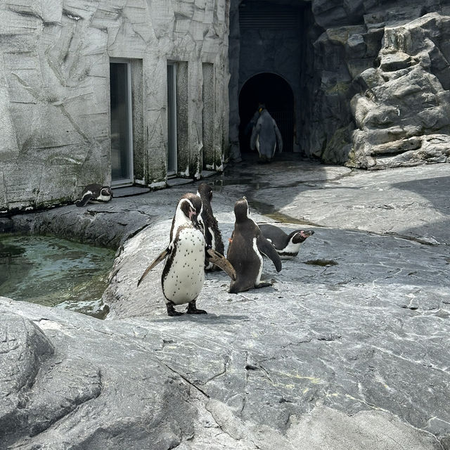 北海道旭川市旭山動物園