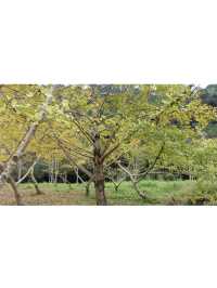 🍃廣東秋日打卡！銀杏村 x 金色稻田 x 古村屋Chill一日遊