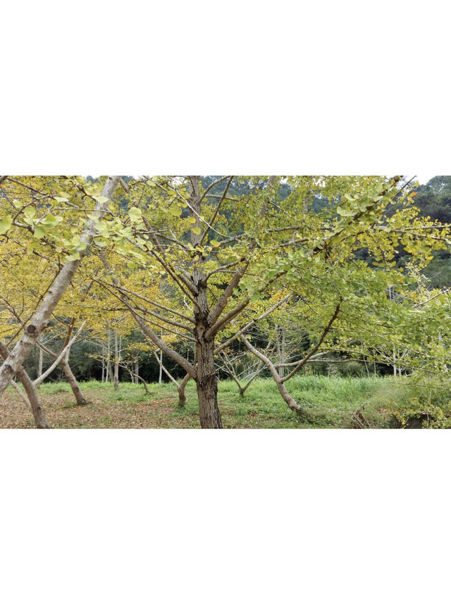 🍃廣東秋日打卡！銀杏村 x 金色稻田 x 古村屋Chill一日遊