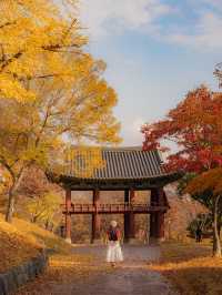 숨은 은행나무 맛집 진주성🤍