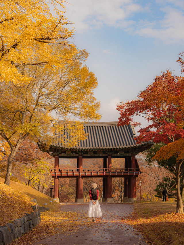 숨은 은행나무 맛집 진주성🤍 숨은 은행나무 맛집 진주성🤍